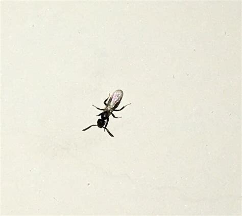 黑色 像 螞蟻 會 飛 的 蟲